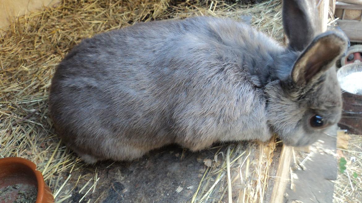 Kanin Mille billede 1