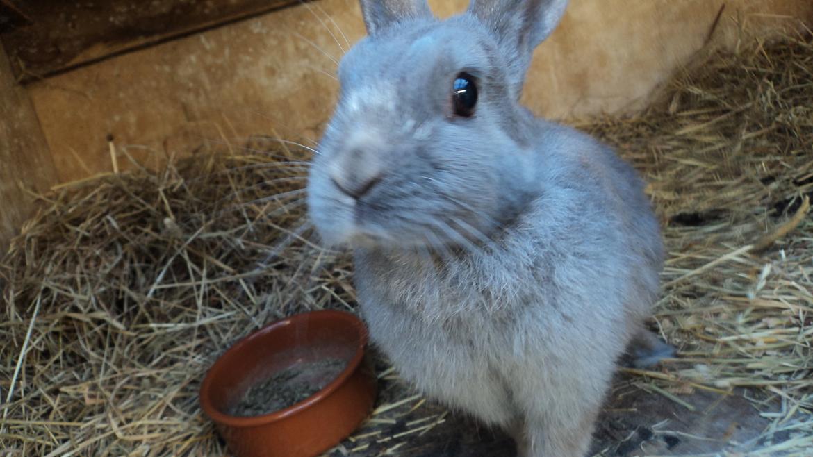 Kanin Mille billede 2