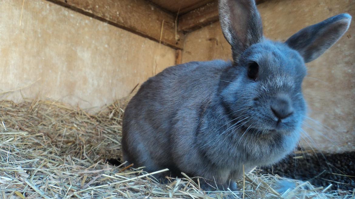 Kanin Mille billede 3