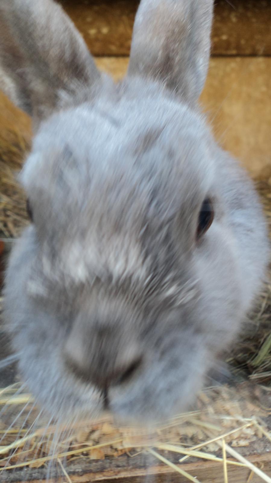 Kanin Mille billede 4