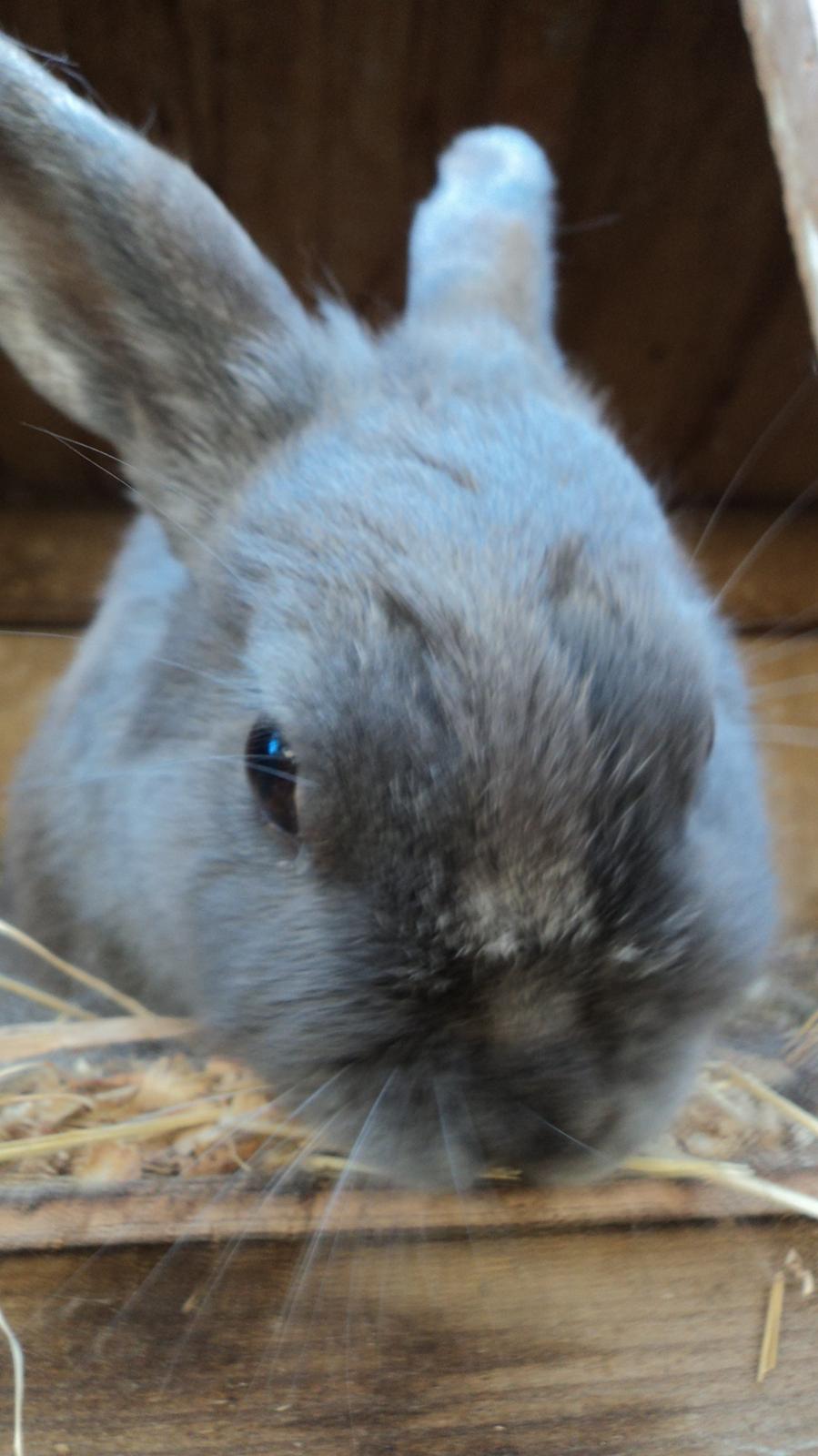 Kanin Mille billede 5