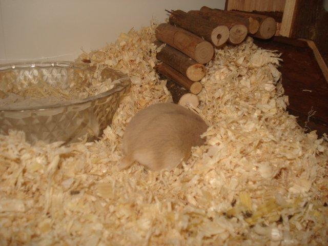 Dværghamster Tut-Zoo´s Vanilla Surprise billede 7