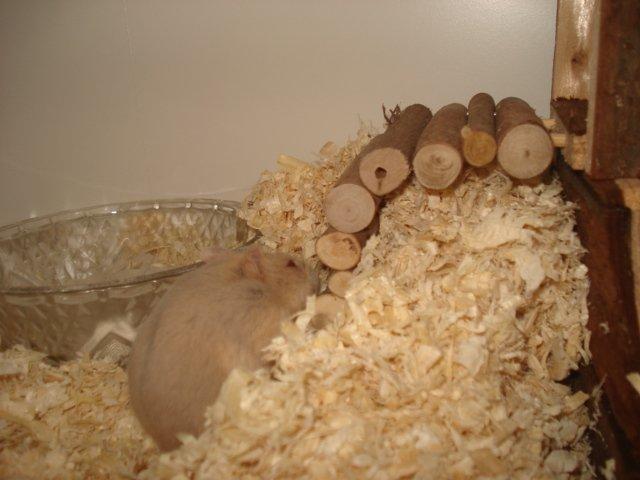 Dværghamster Tut-Zoo´s Vanilla Surprise billede 8