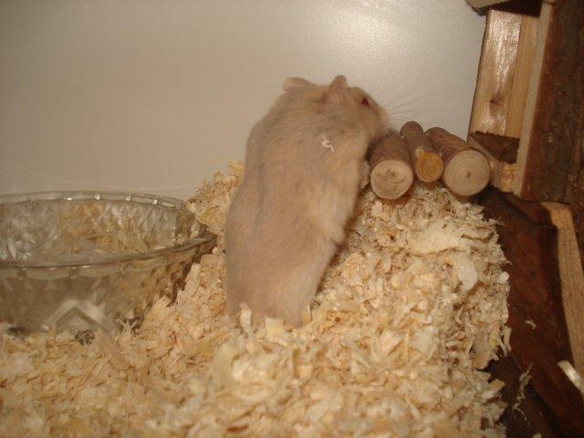 Dværghamster Tut-Zoo´s Vanilla Surprise billede 9