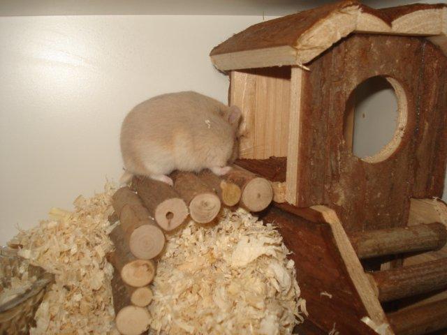 Dværghamster Tut-Zoo´s Vanilla Surprise billede 10