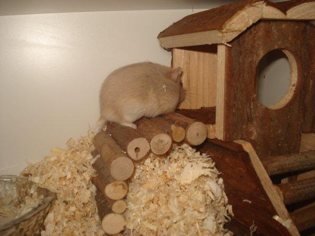 Dværghamster Tut-Zoo´s Vanilla Surprise billede 11