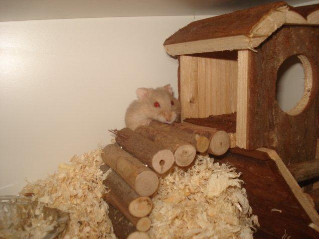 Dværghamster Tut-Zoo´s Vanilla Surprise billede 12
