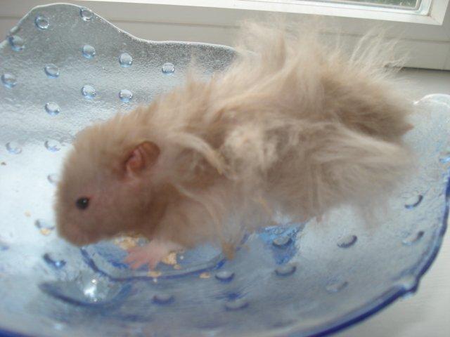 Hamster Tusse´s Houston billede 4