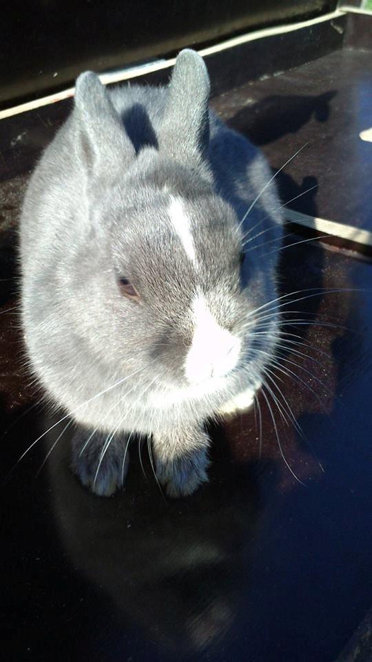 Kanin Ahrenkiels Lullaby(hermlin) billede 1