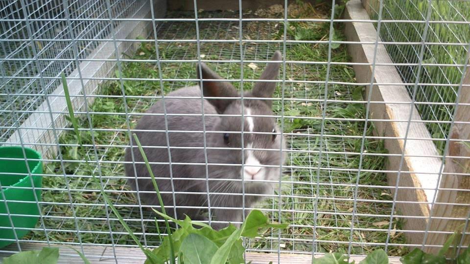 Kanin Ahrenkiels Lullaby(hermlin) billede 2