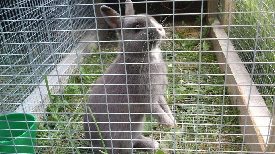 Kanin Ahrenkiels Lullaby(hermlin) billede 3