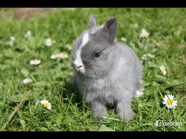 Kanin Ahrenkiels Lullaby(hermlin) - lulle som beby ;) billede 4