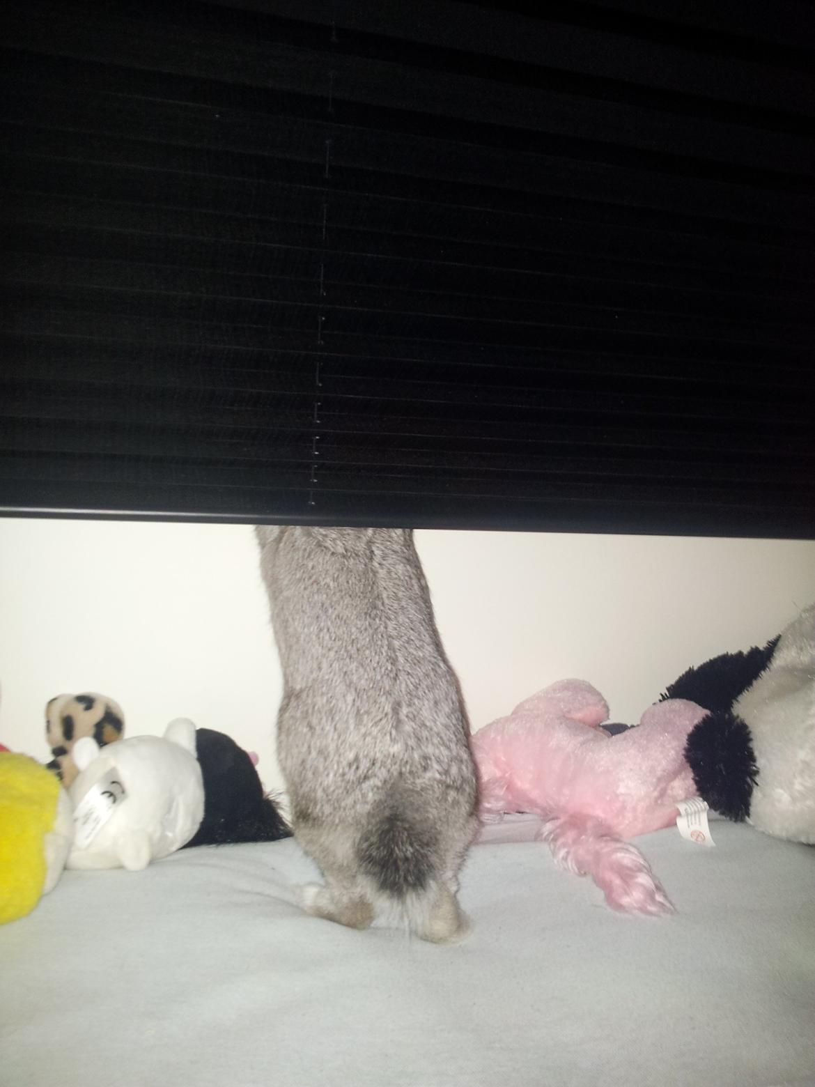 Kanin Ahrenkiels Ninka - har ingen ide om hvad han har gang i ;) billede 20