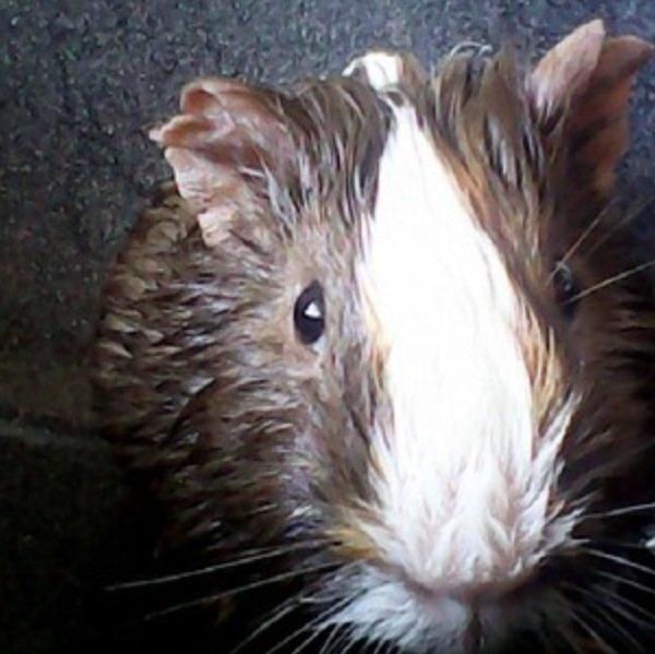 Marsvin Lasse mand - Lasse mand der er i bad. billede 2