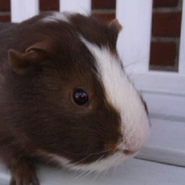 Marsvin Lasse mand billede 1