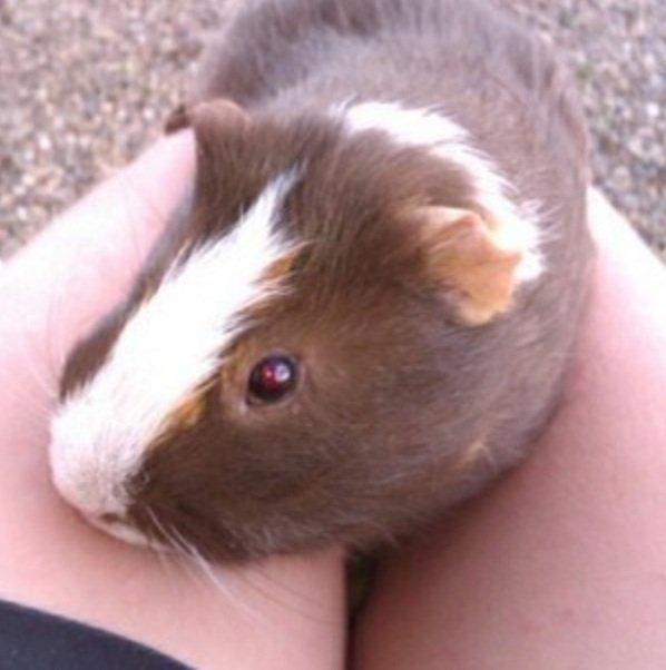 Marsvin Lasse mand billede 3