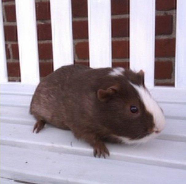 Marsvin Lasse mand billede 4