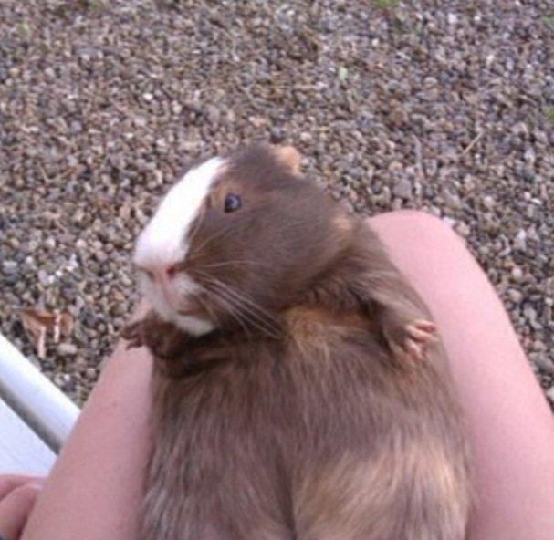 Marsvin Lasse mand billede 5