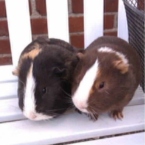 Marsvin Lasse mand - Lasse mand og bror mand. billede 7