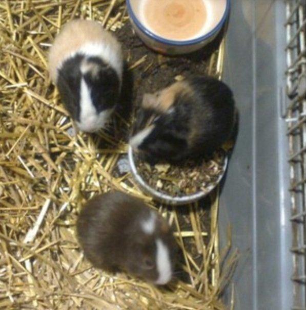 Marsvin Lasse mand - Lasse mand og sine brødre. billede 8