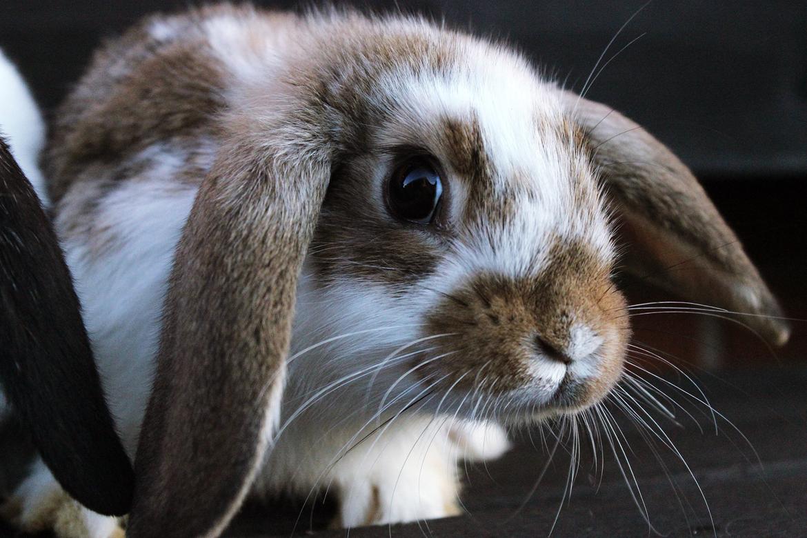 Kanin Maskot billede 1