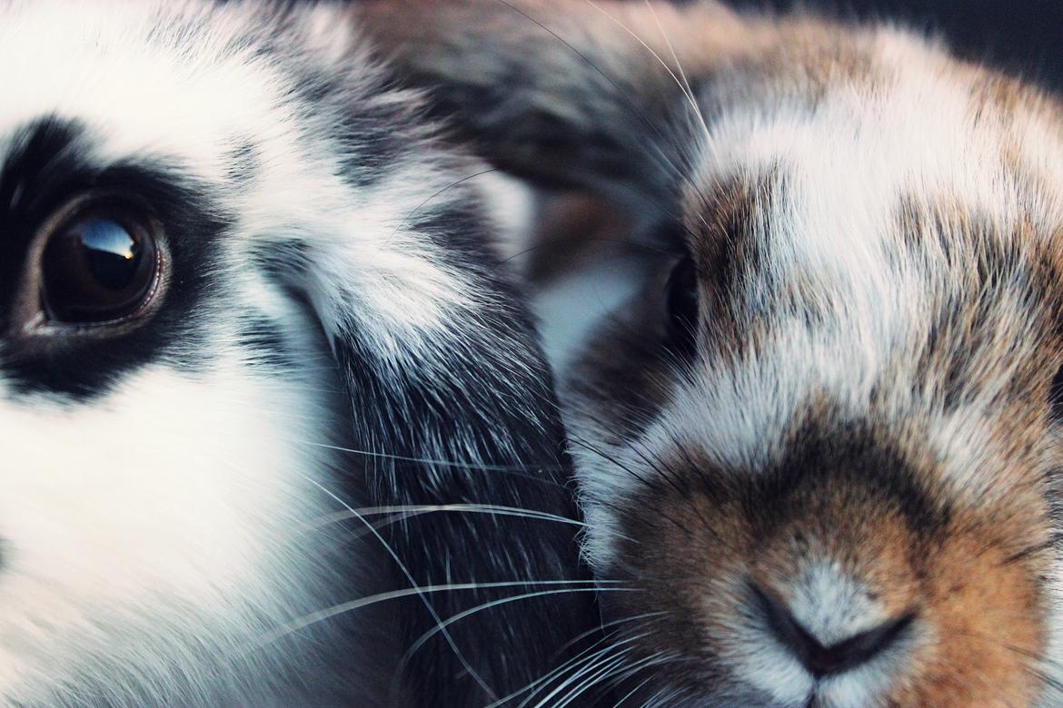 Kanin Maskot billede 23