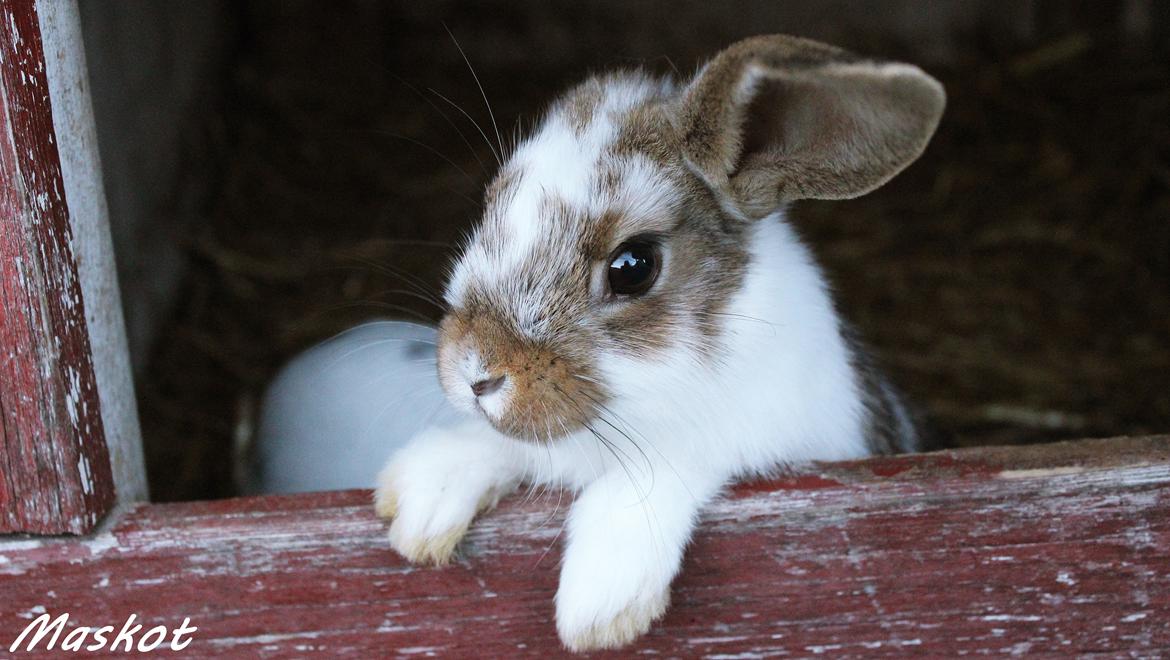 Kanin Maskot billede 24