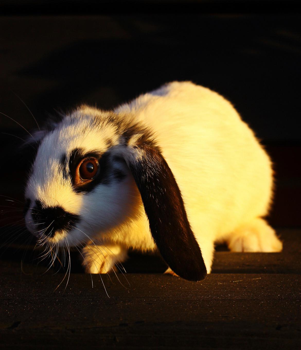 Kanin Mister Moustache billede 21