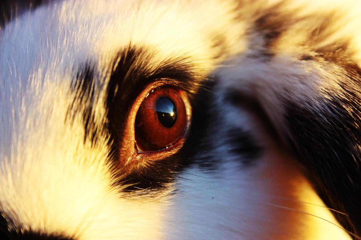 Kanin Mister Moustache billede 22