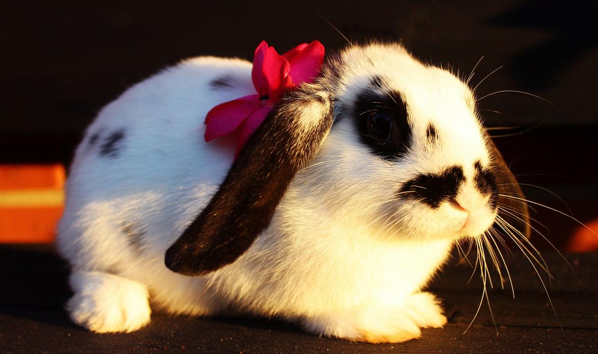 Kanin Mister Moustache - Welcome! <3 billede 1