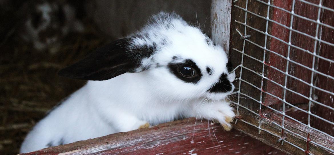 Kanin Mister Moustache billede 24