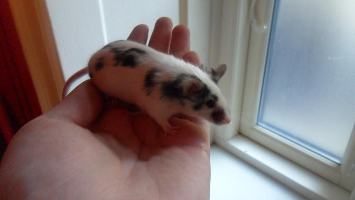 Mus Zazie billede 10