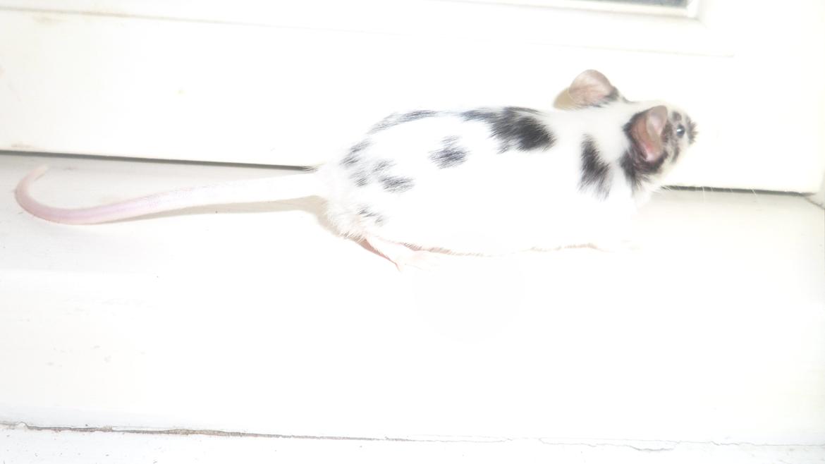 Mus Zazie billede 11