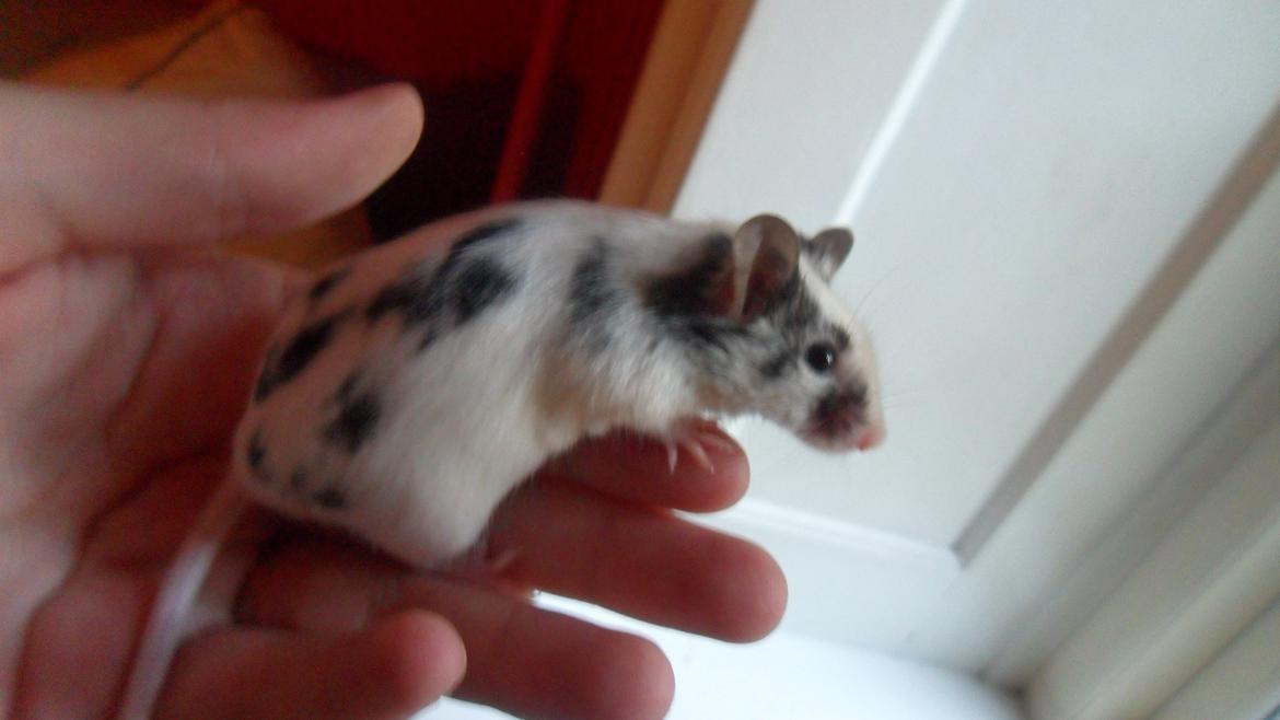 Mus Zazie billede 12