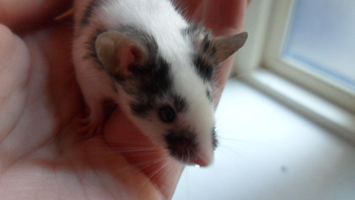 Mus Zazie billede 13