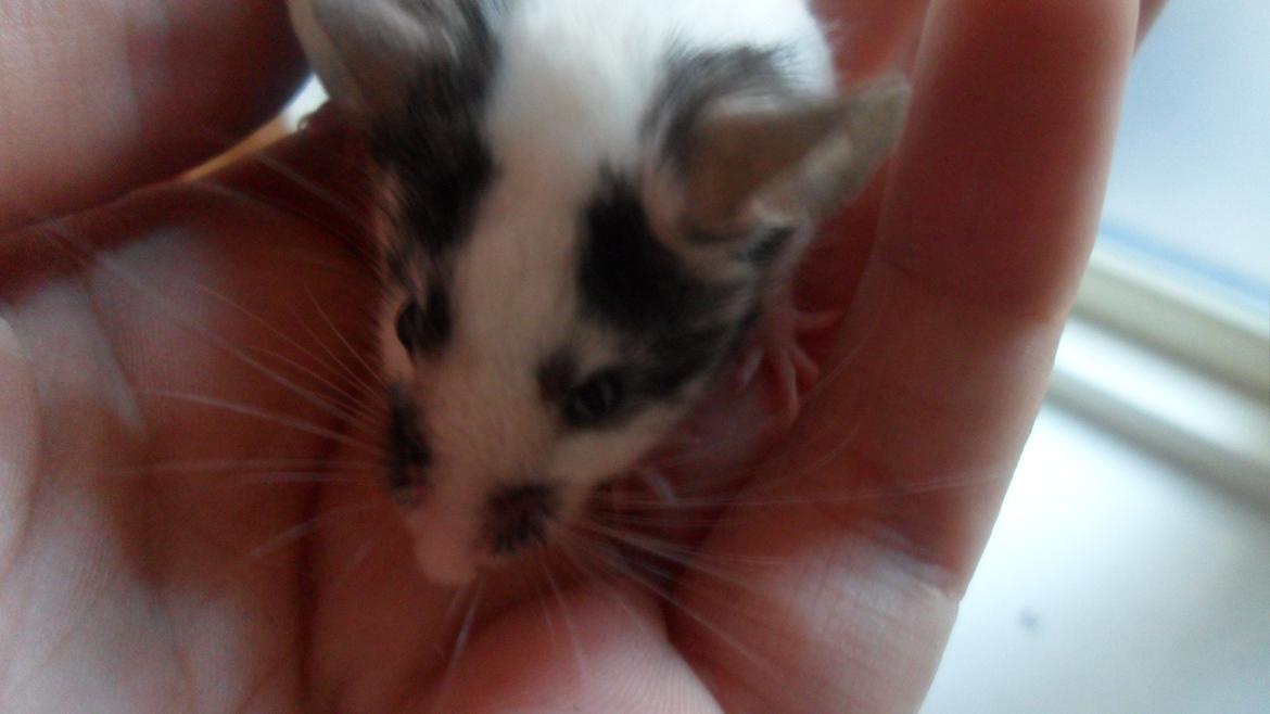 Mus Zazie billede 14