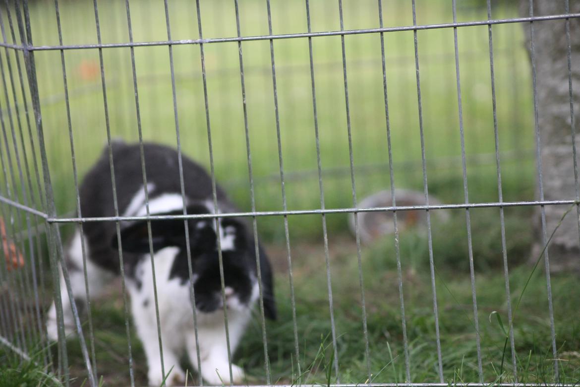 Kanin Wraae's Raiders Of The Lost Ark billede 9