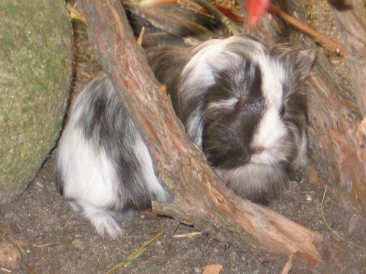 Marsvin Bella billede 6