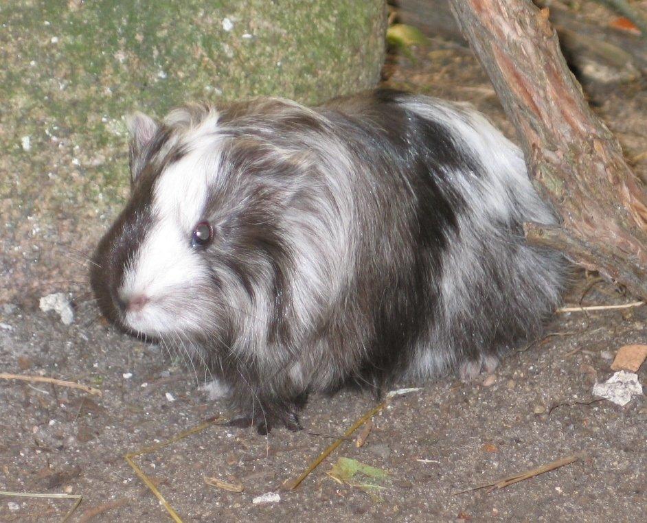 Marsvin Bella - Gudesmuk billede 4