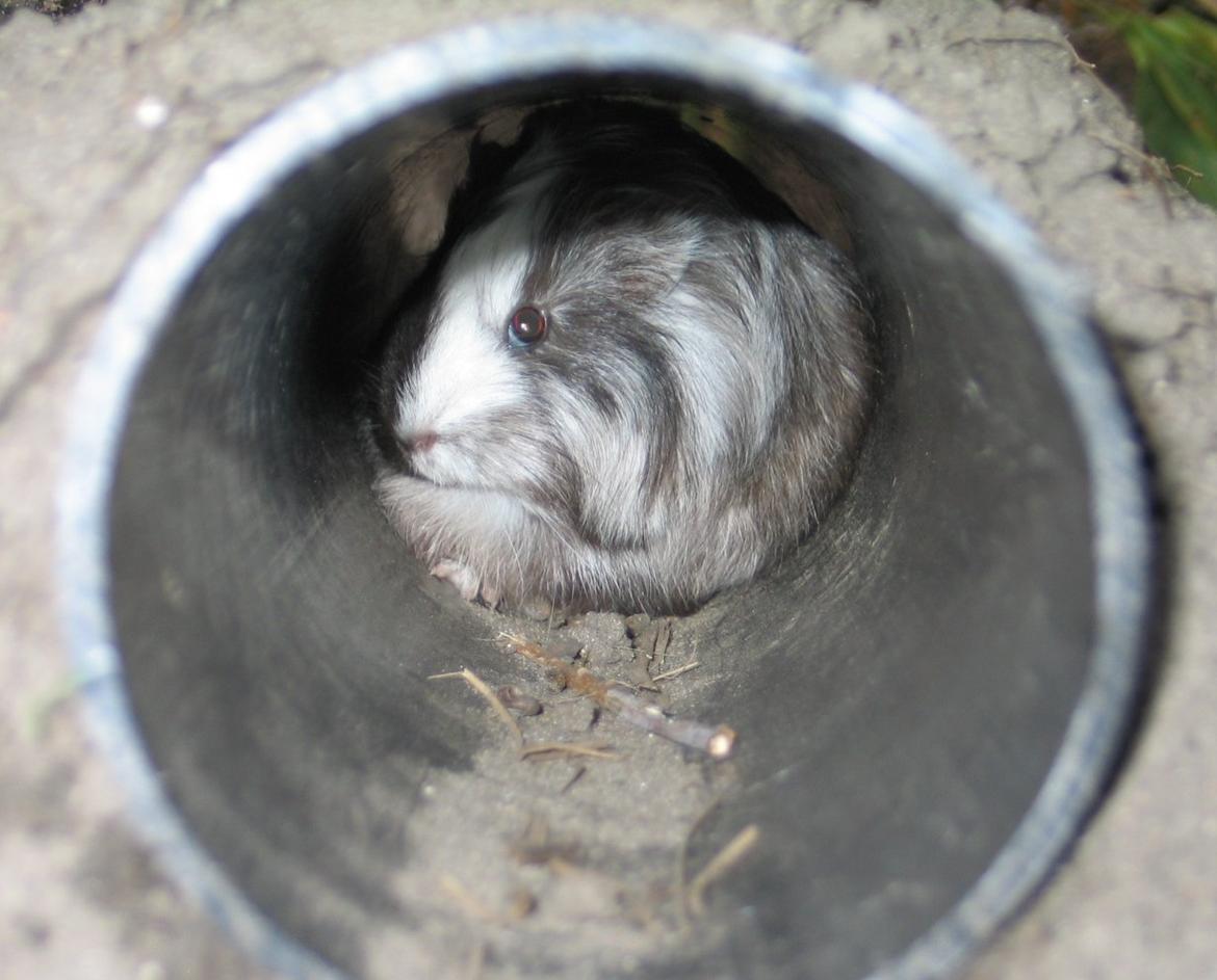 Marsvin Bella - ligger lige og slapper af inde i røret/jordhulen billede 7