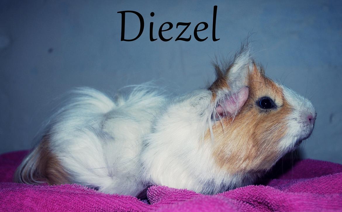 Marsvin Diezel billede 1