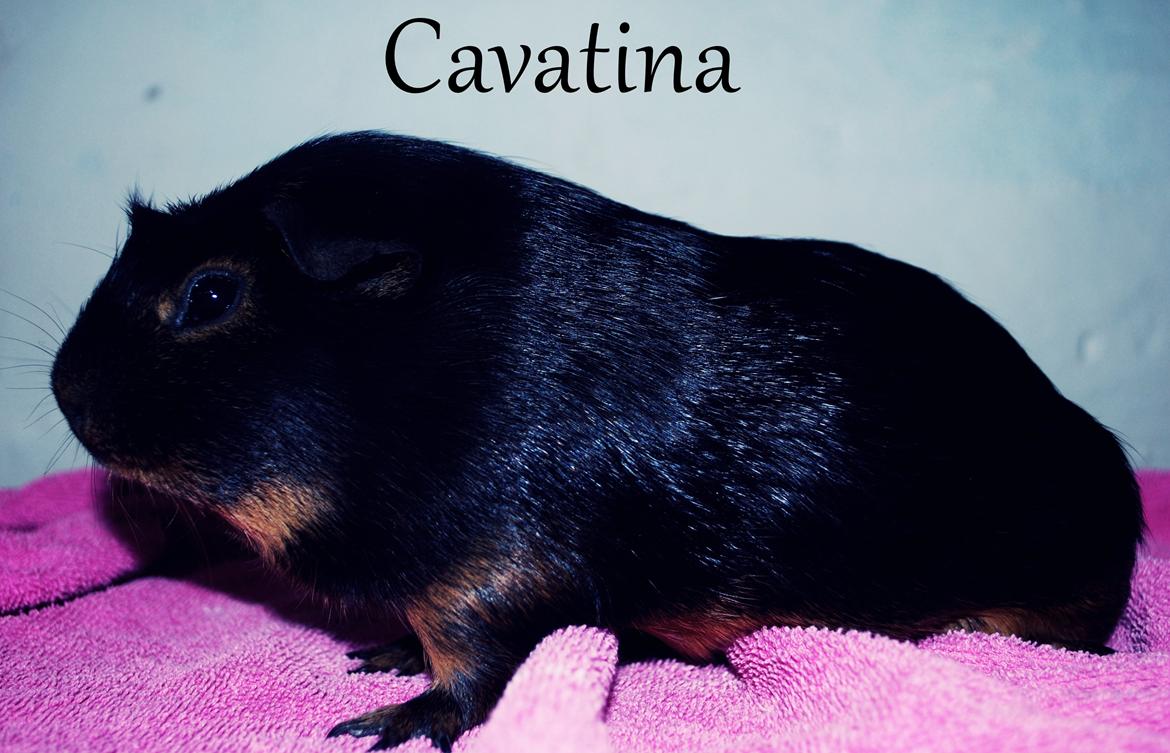 Marsvin Morias Cavatina billede 1