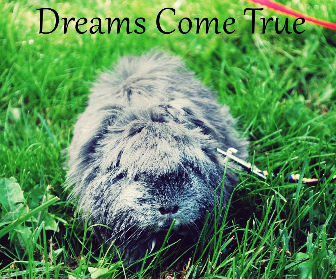 Marsvin Morias Dreams Come True billede 1