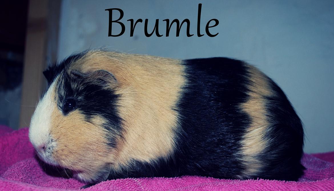 Marsvin Brumle - Mælkebøttehimlen. billede 1