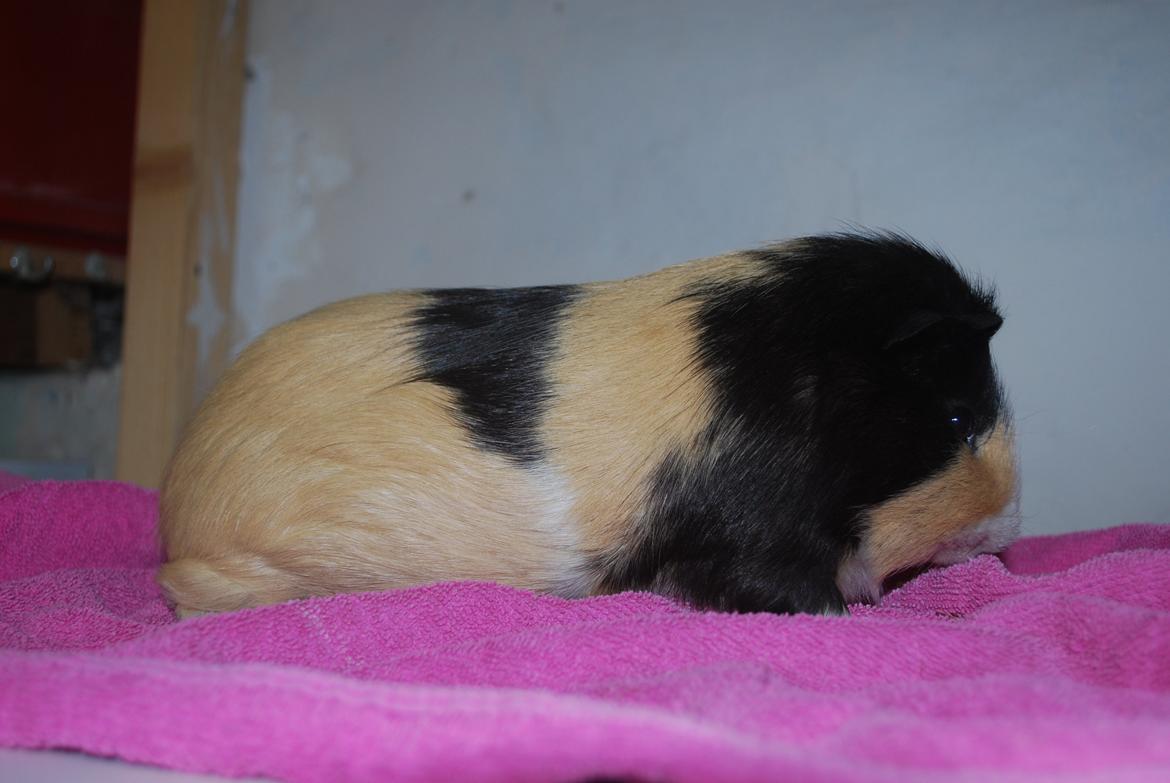 Marsvin Brumle - Mælkebøttehimlen. billede 2