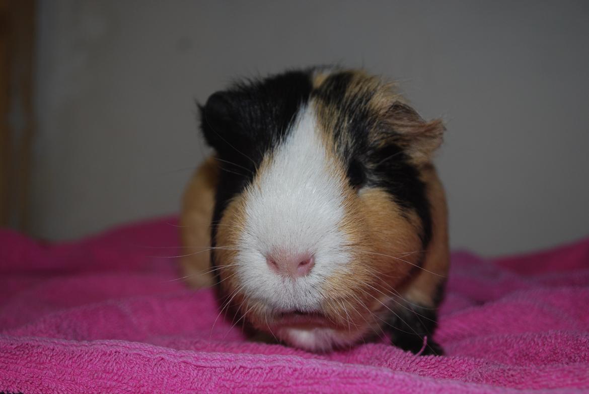 Marsvin Brumle - Mælkebøttehimlen. billede 3