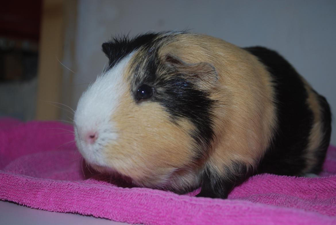 Marsvin Brumle - Mælkebøttehimlen. billede 4