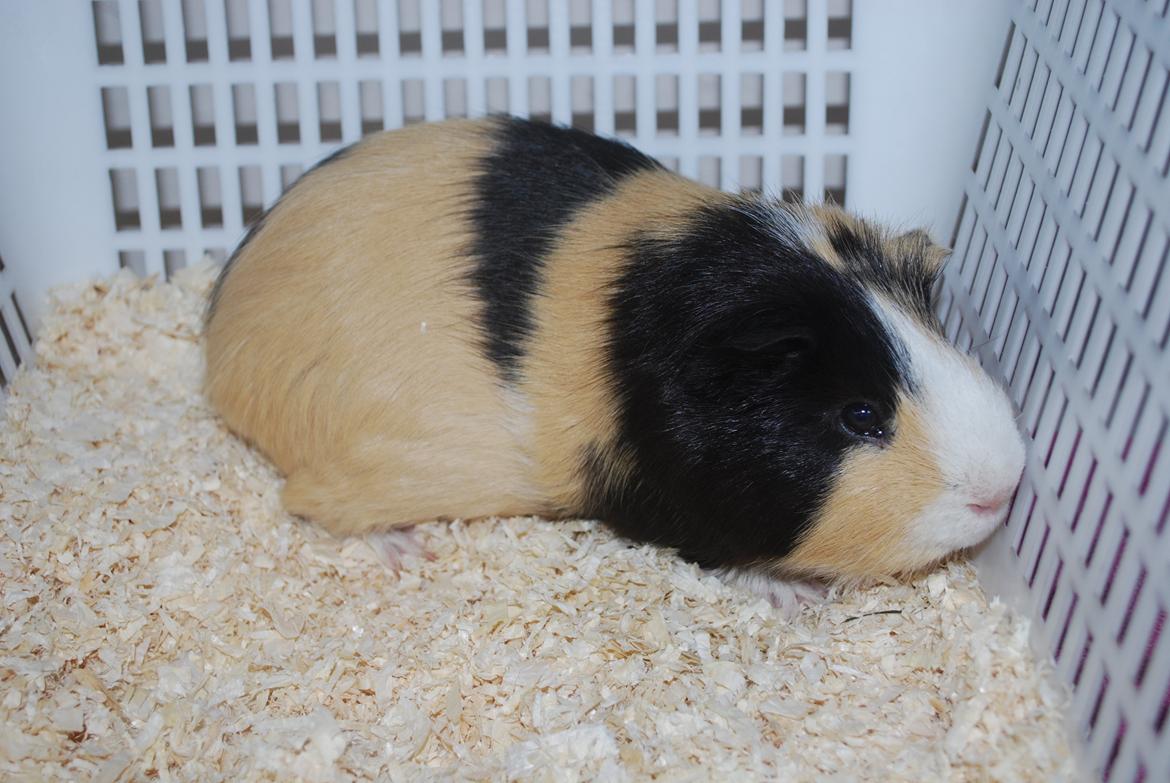 Marsvin Brumle - Mælkebøttehimlen. billede 5