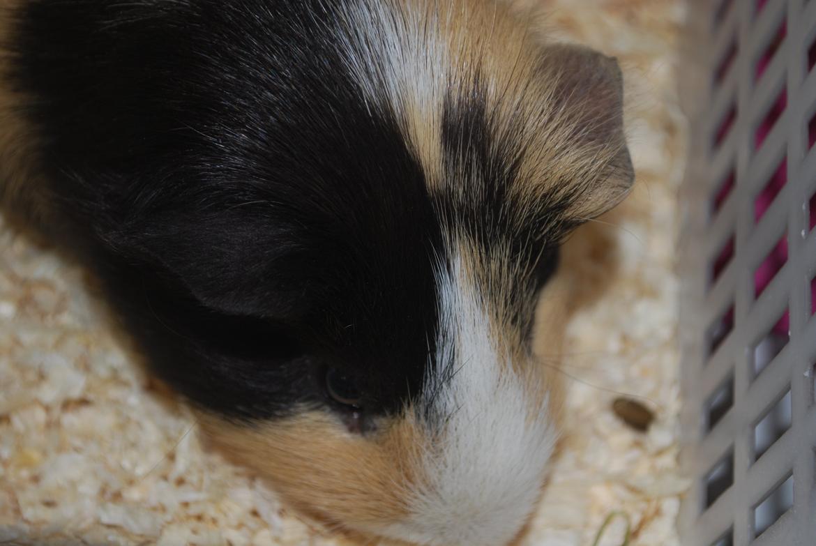 Marsvin Brumle - Mælkebøttehimlen. billede 6