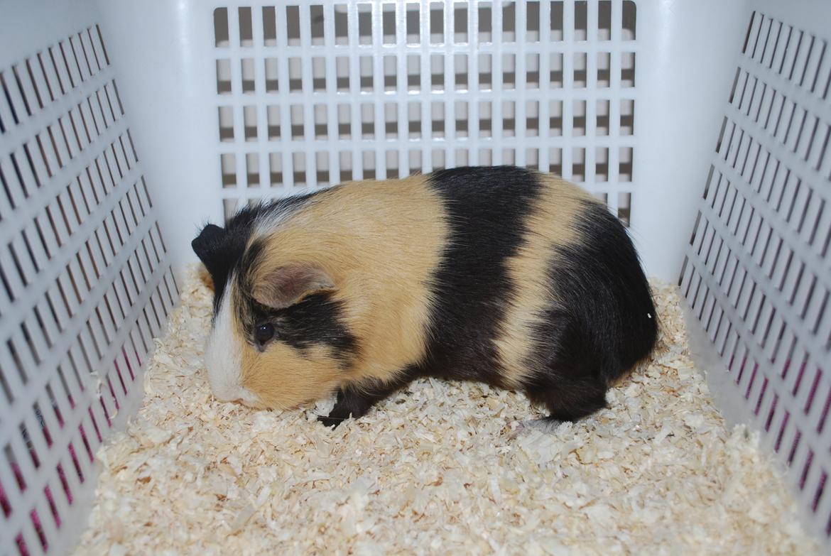 Marsvin Brumle - Mælkebøttehimlen. billede 7